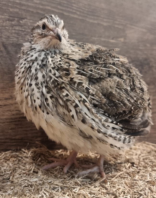 Caille du Japon coloris sauvage (Pharaon) – Femelle