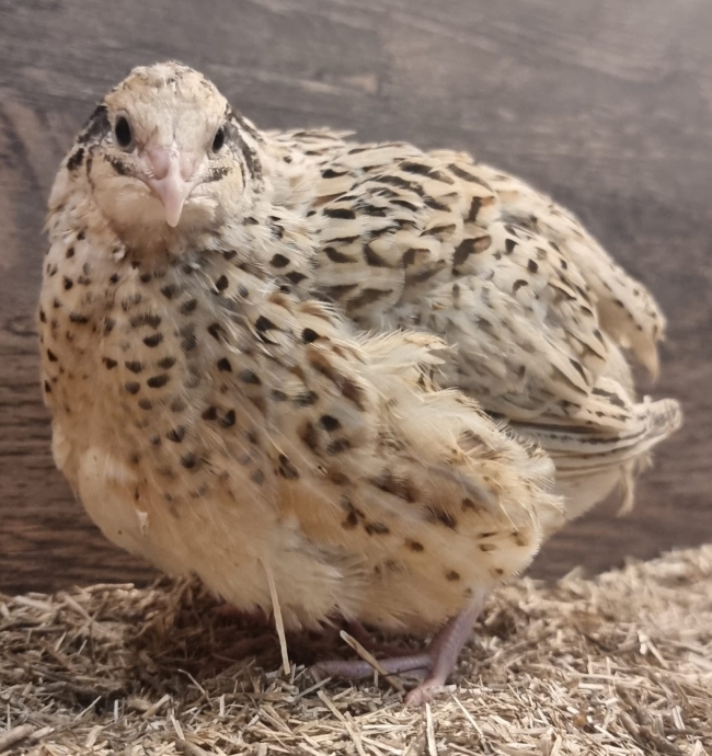 Caille du Japon coloris Isabelle – Femelle