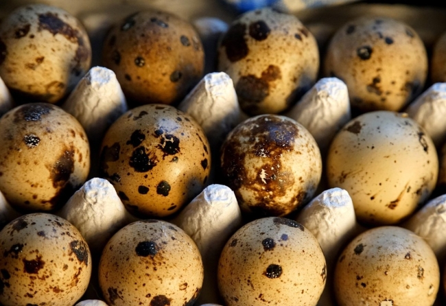 18 œufs de caille du Japon consommation